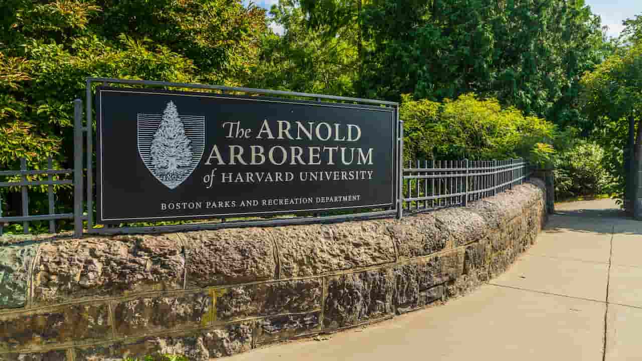 Arnold Arboretum