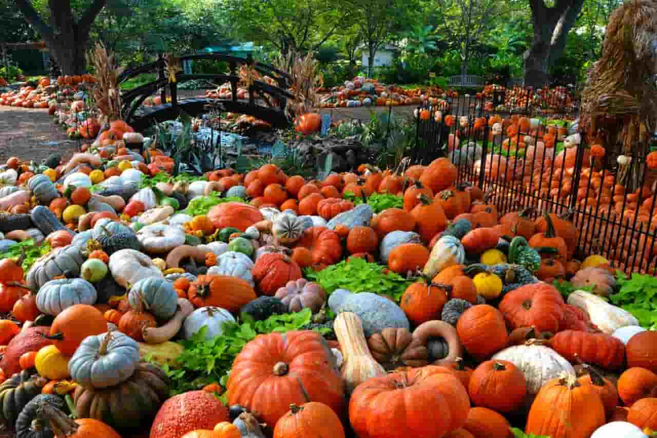 Attend a Fall Festival