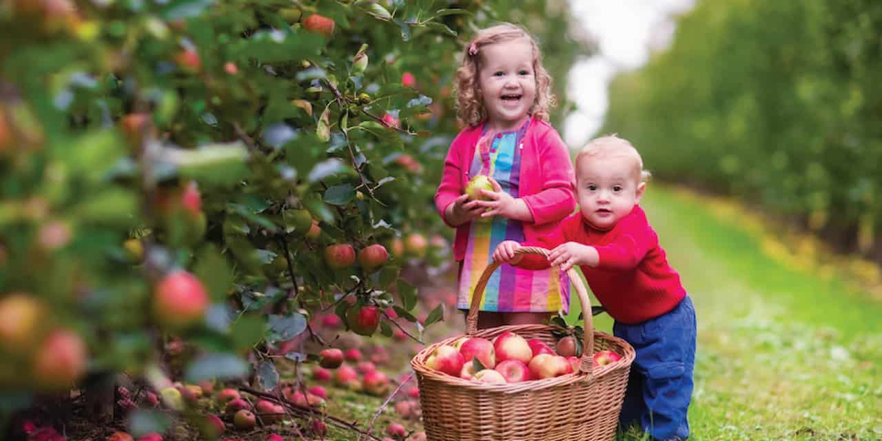 Go Apple Picking