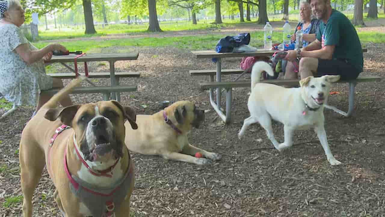 Visit the Wayne County Dog Park