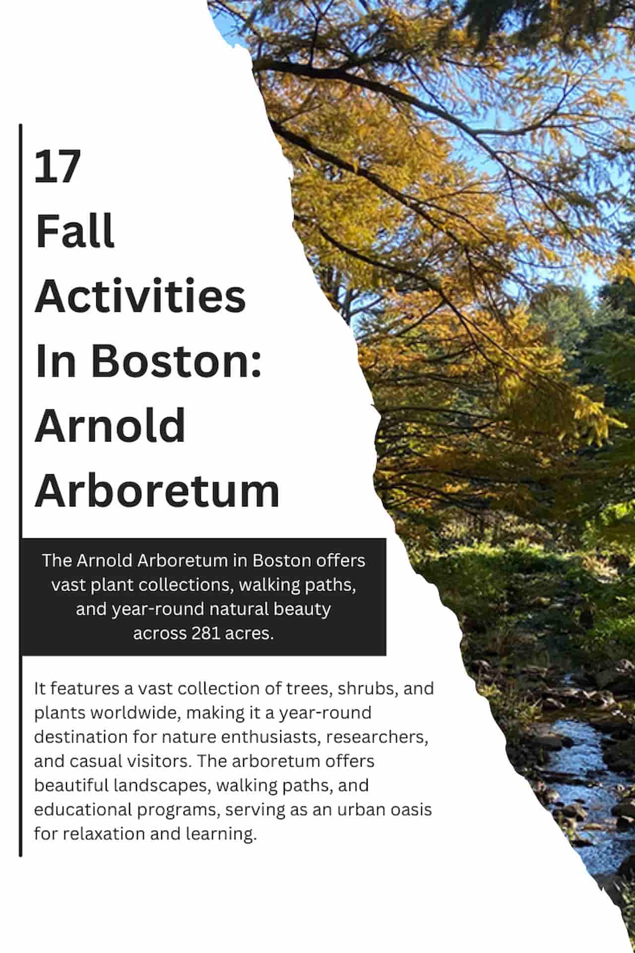 17 Fall Activities In Boston Arnold Arboretum