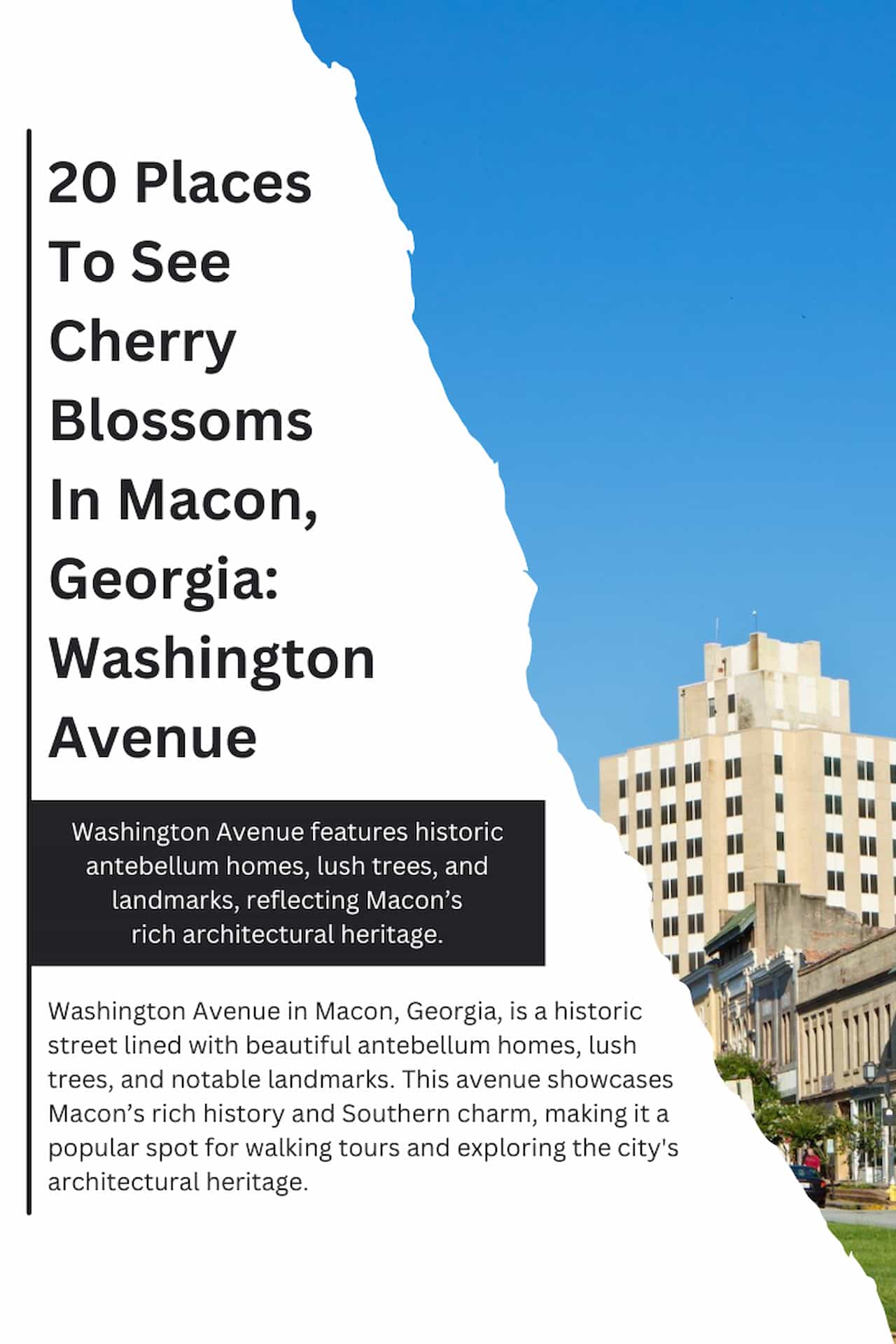 20 Places To See Cherry Blossoms In Macon Georgia Washington Avenue