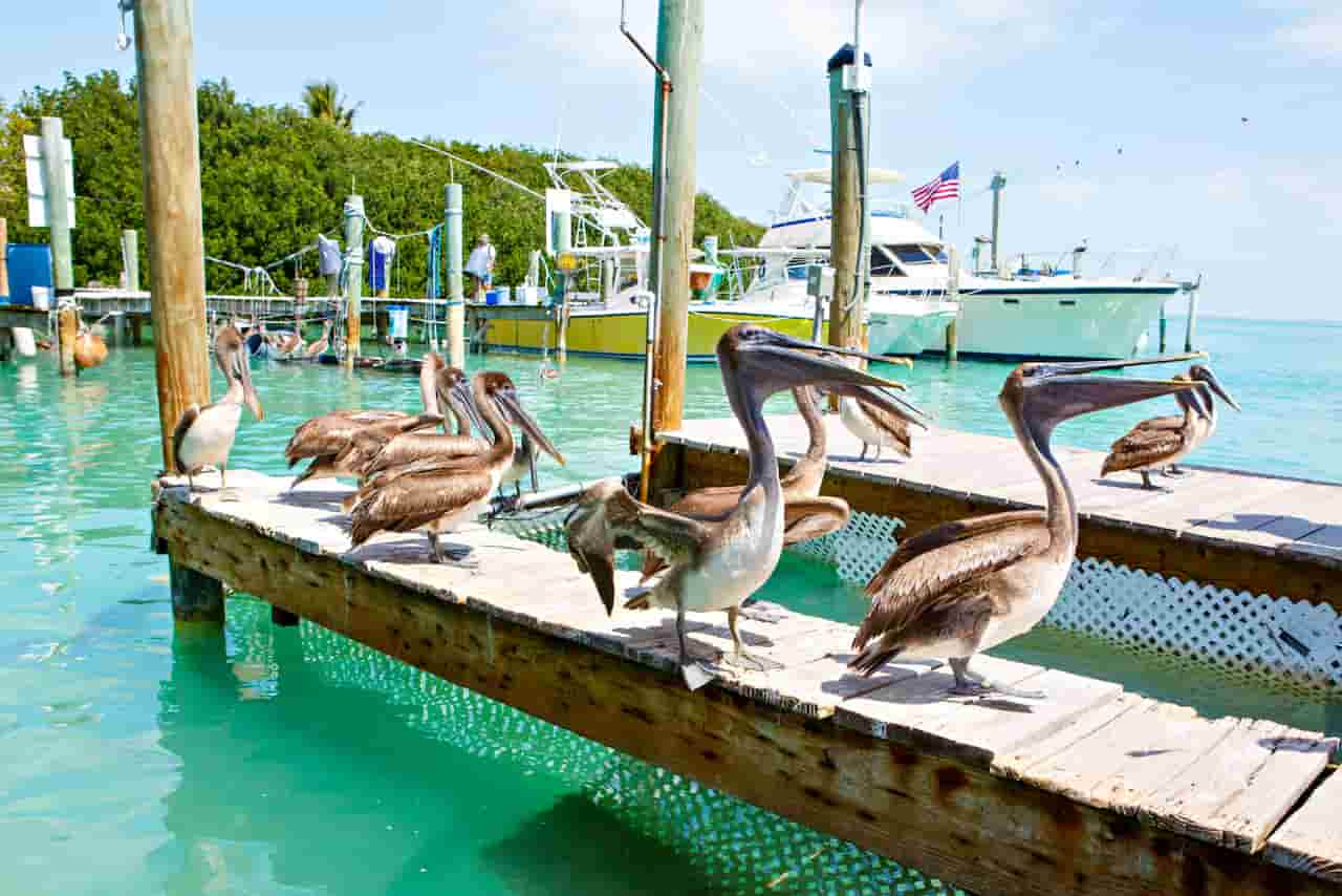What Is The Best Florida Key To Visit Key Largo