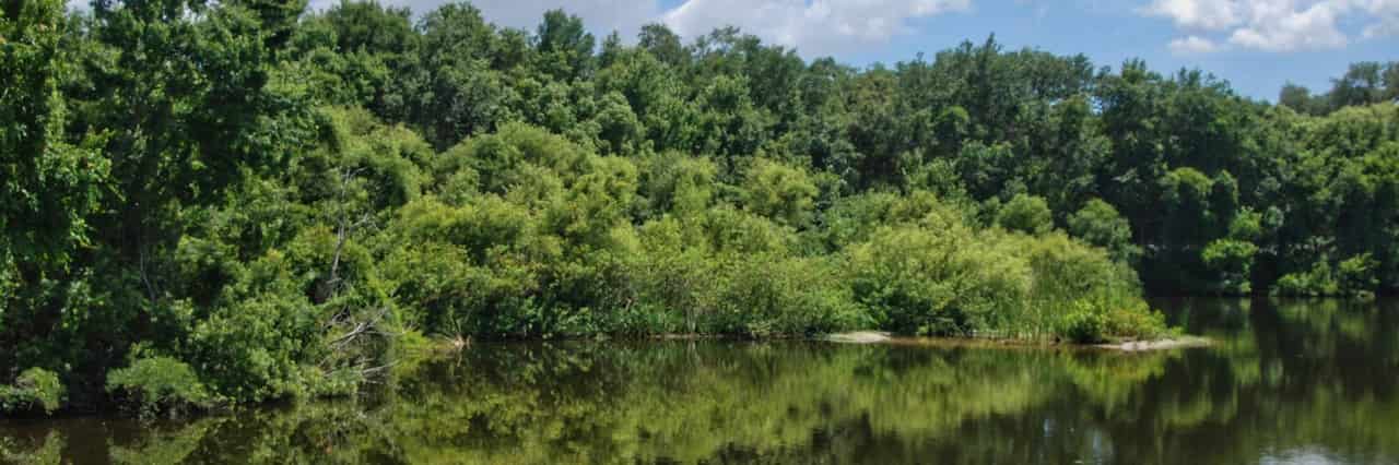 When Is The Best Time To Visit Clearwater Florida Moccasin Lake Nature Park