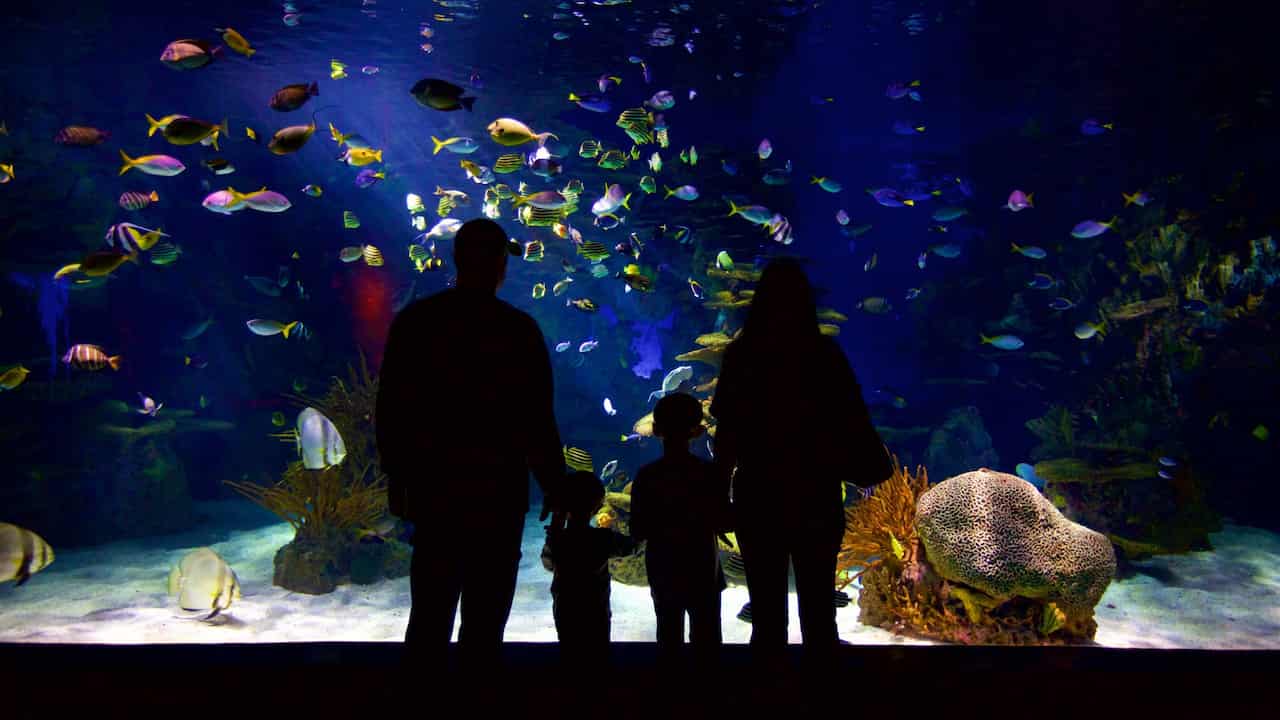 When Is The Best Time To Visit Dollywood Ripleys Aquarium Of The Smokies