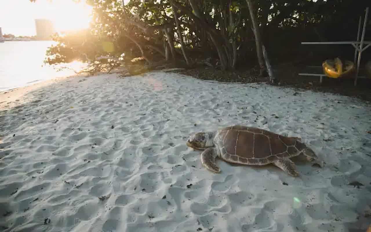 When Is The Best Time To Visit Florida Keys Sea Turtle Nesting