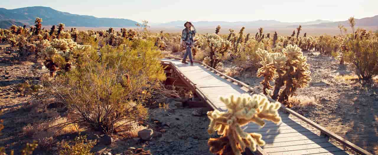 When Is The Best Time To Visit Joshua Tree Cholla Cactus Garden