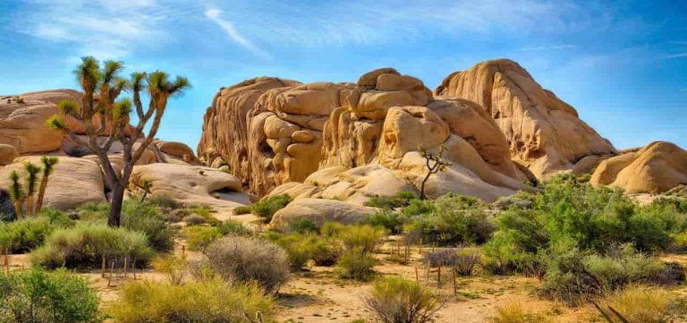 When Is The Best Time To Visit Joshua Tree FI