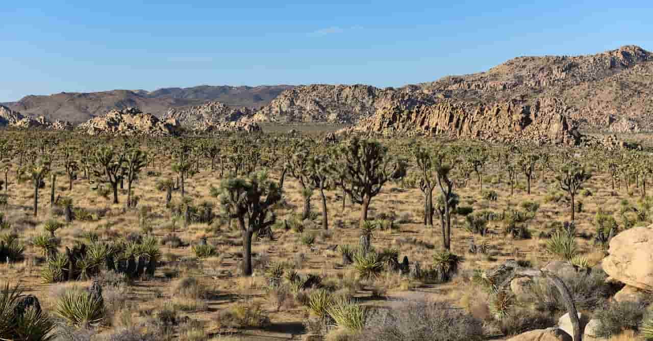 When Is The Best Time To Visit Joshua Tree Fall
