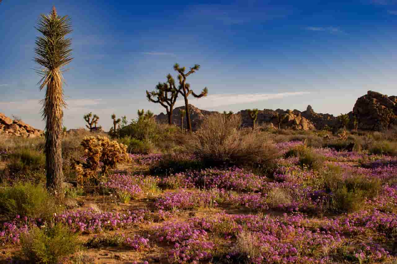 When Is The Best Time To Visit Joshua Tree Spring