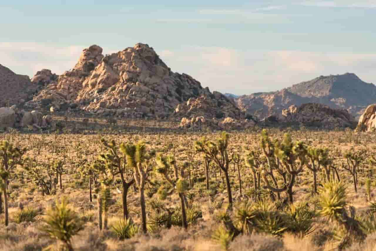 When Is The Best Time To Visit Joshua Tree Summer