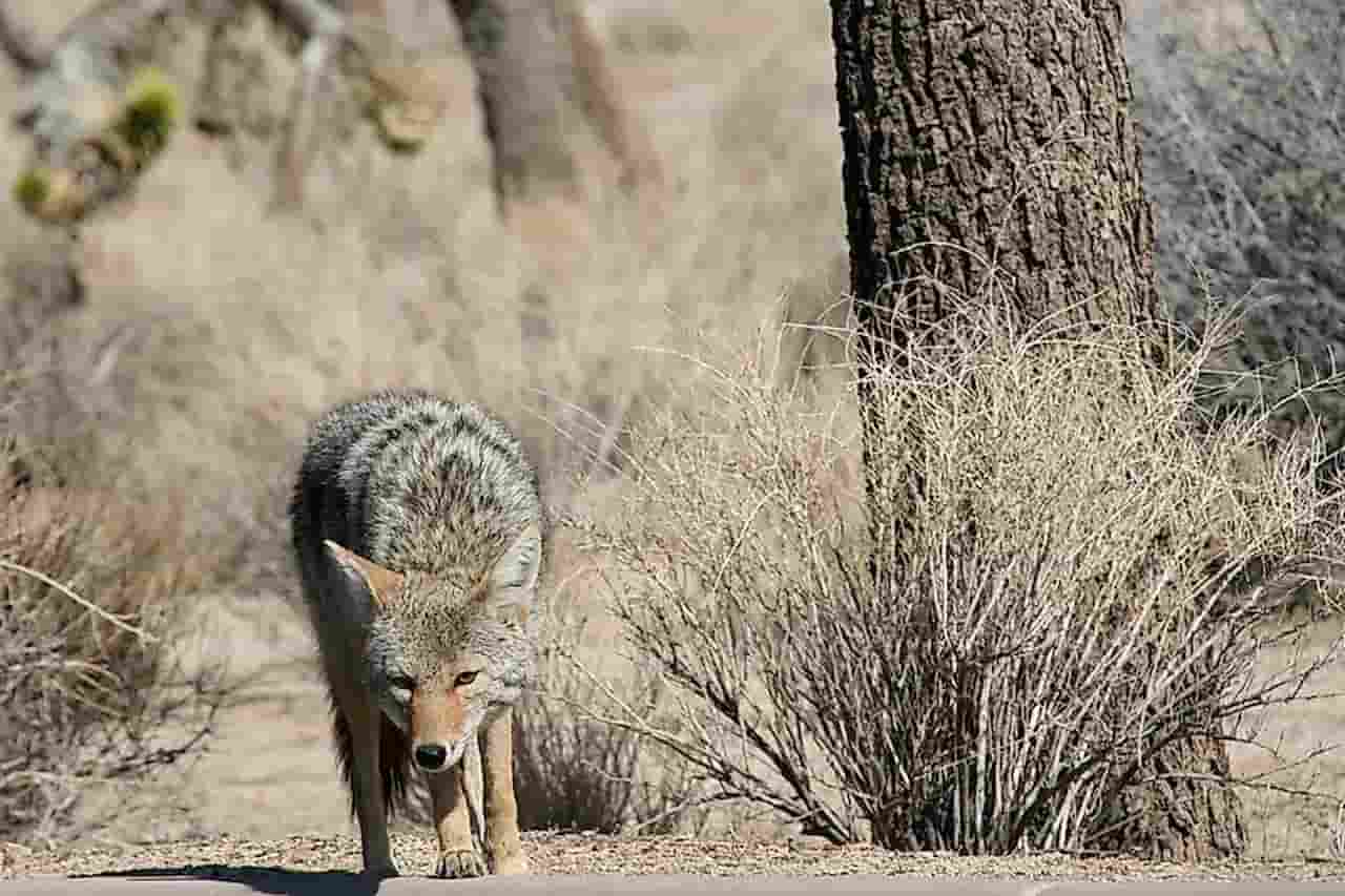 When Is The Best Time To Visit Joshua Tree Wildlife And Flora