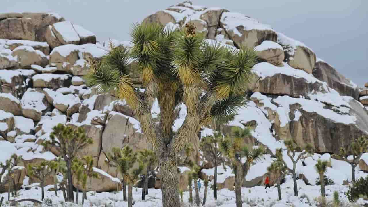 When Is The Best Time To Visit Joshua Tree Winter