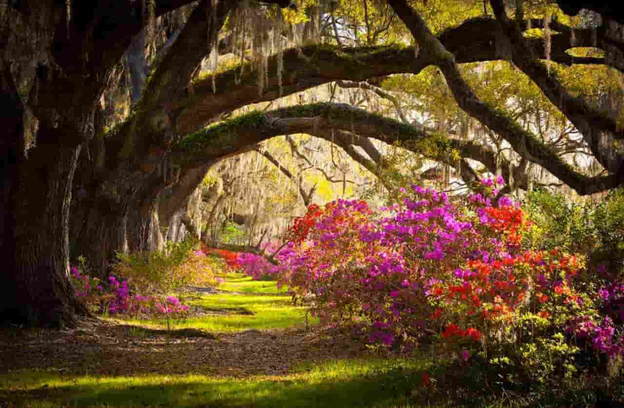 When Is The Best Time To Visit South Carolina Spring