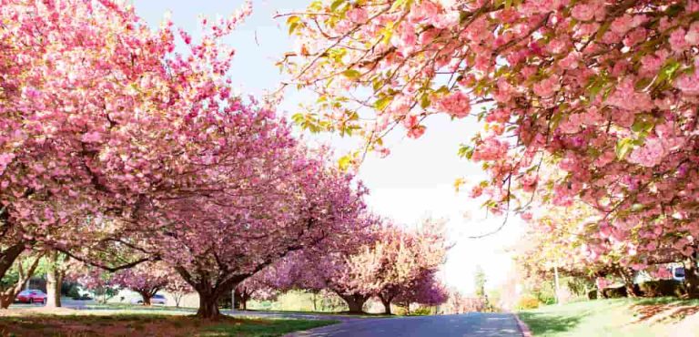 12 Best Places To See Cherry Blossoms In Maryland
