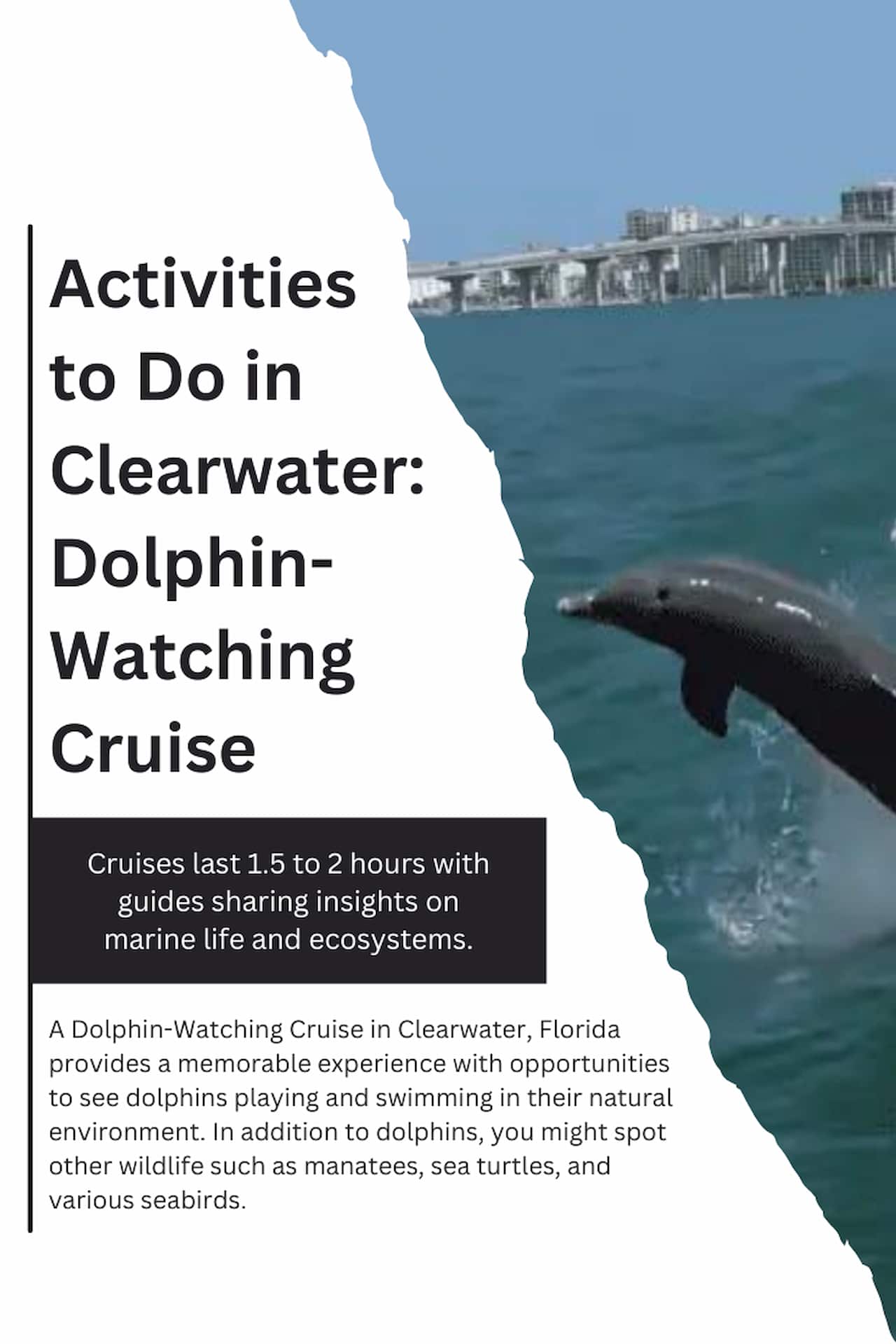 Activities to Do in Clearwater Dolphin Watching Cruise