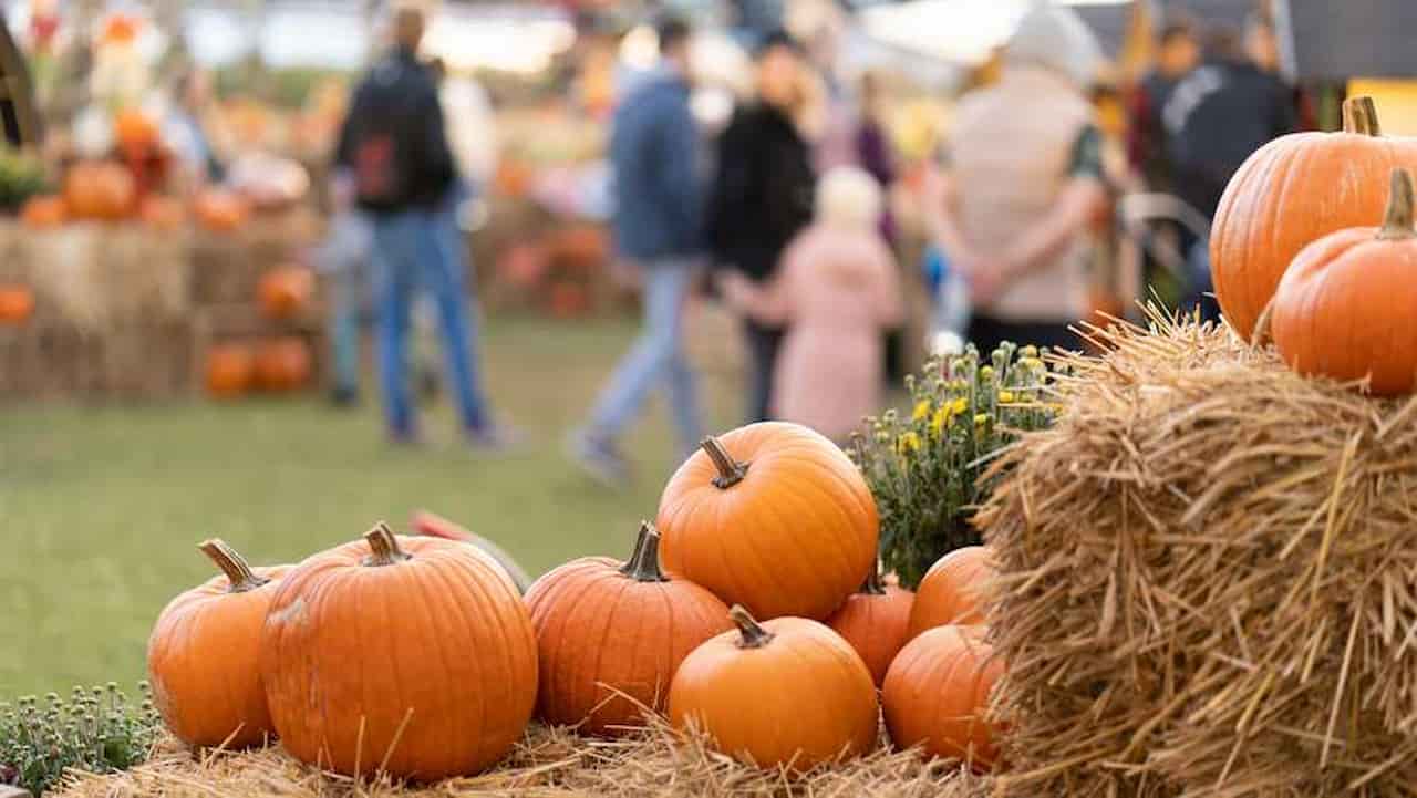 Attend The Fall Pumpkin Harvest Festival At Ticonderoga Farms