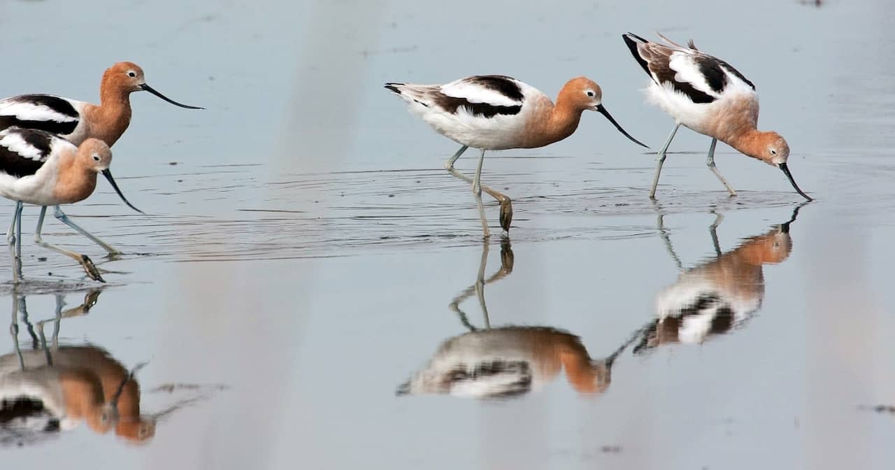 Birdwatching At Prime Hook National Wildlife Refuge