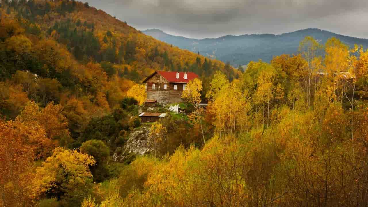 Embrace The Autumn Foliage