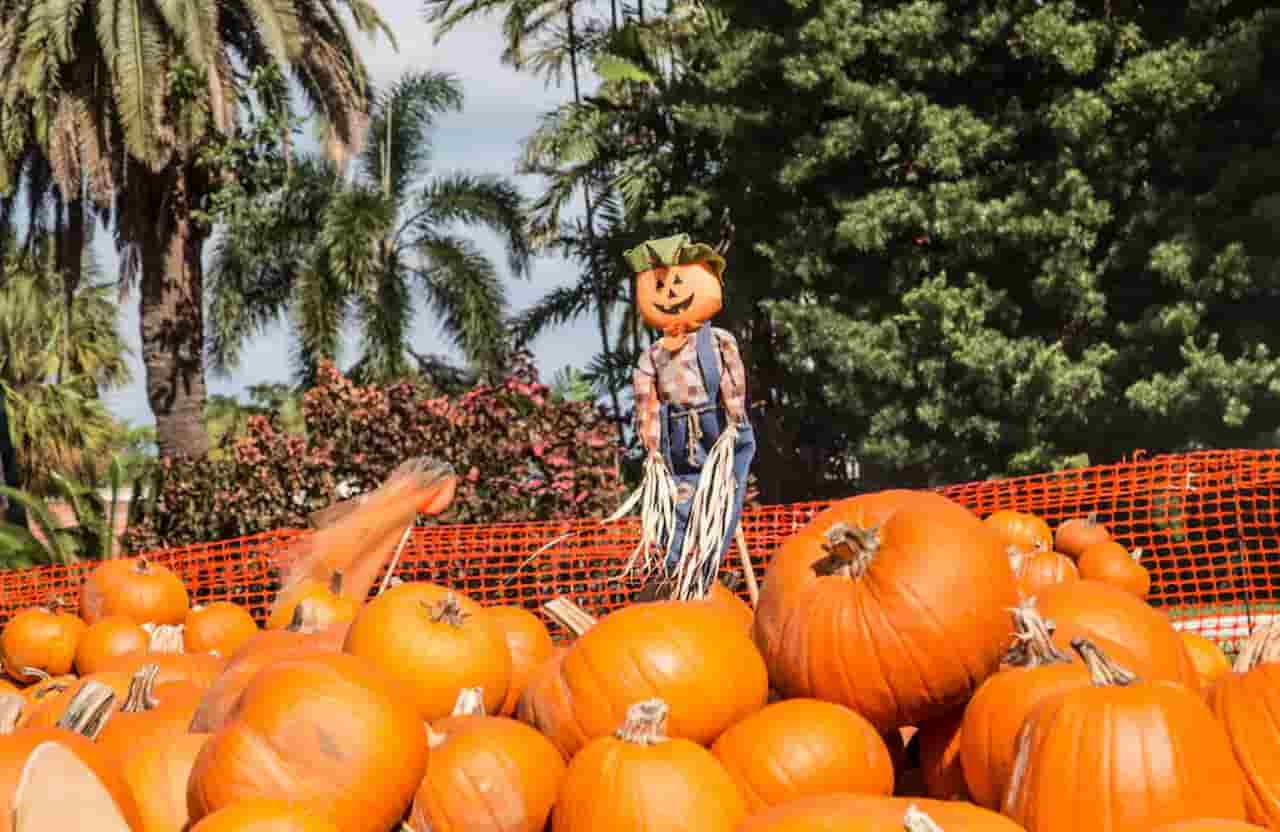 Enjoy the Celebration Fall Festival