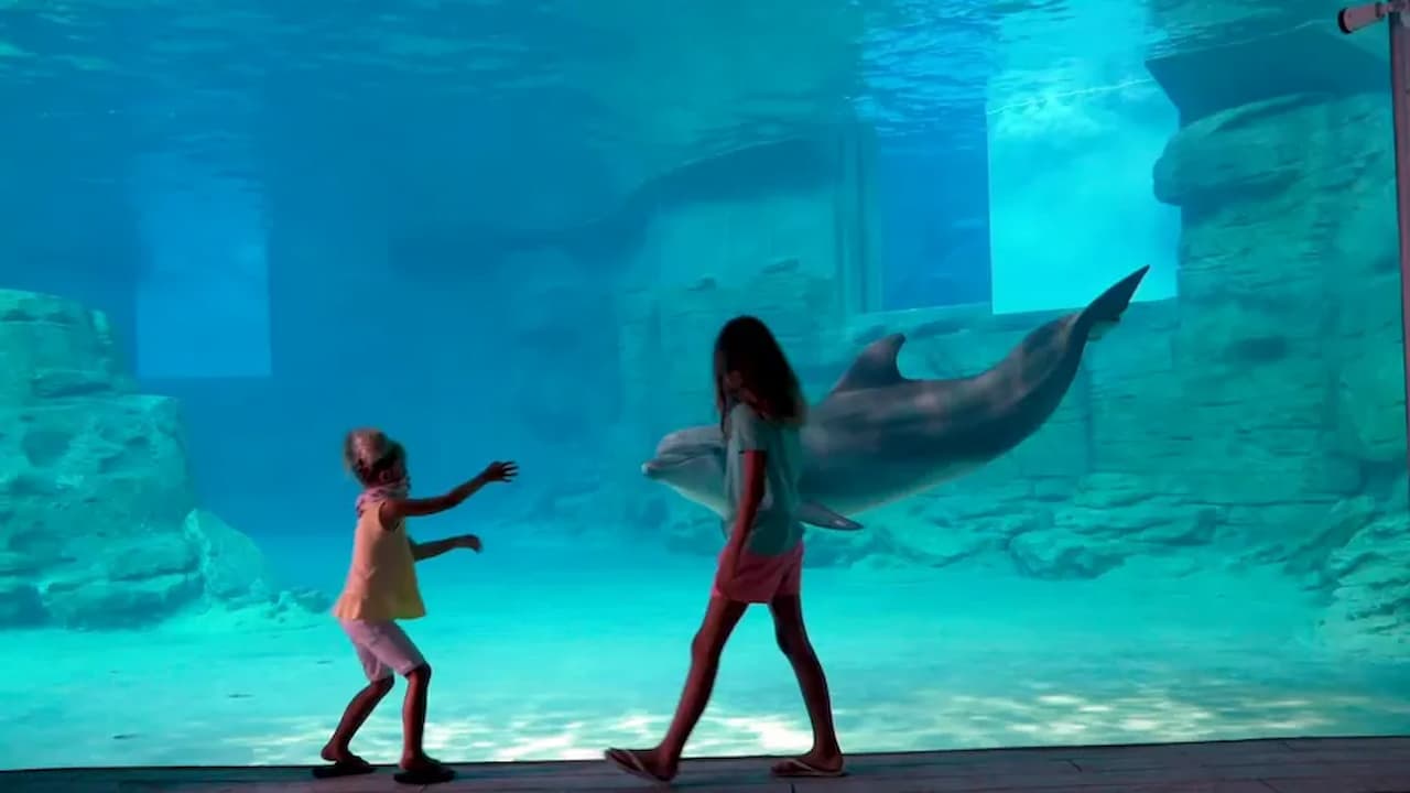 Explore the Clearwater Marine Aquarium