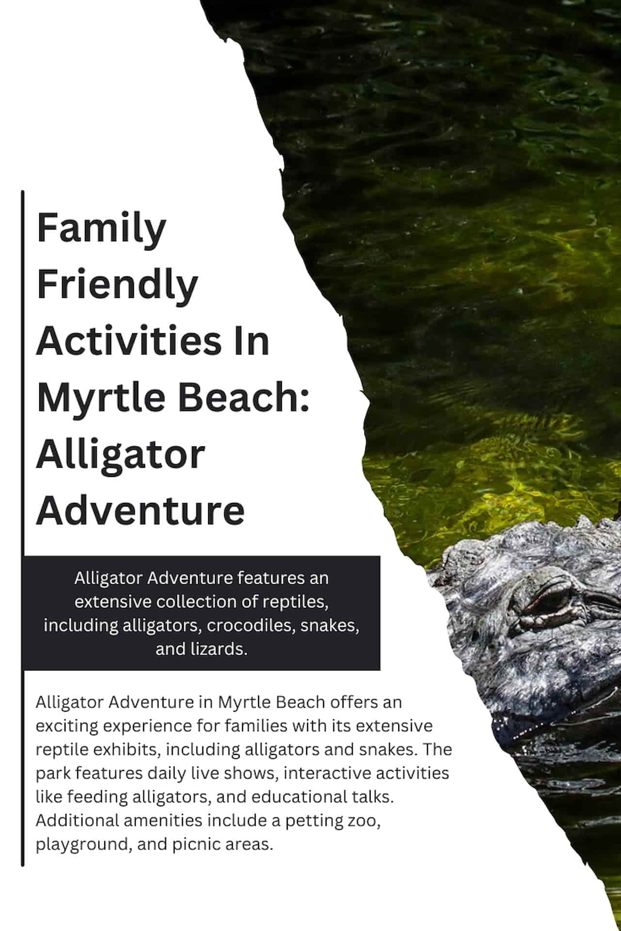 Family Friendly Activities In Myrtle Beach Alligator Adventure