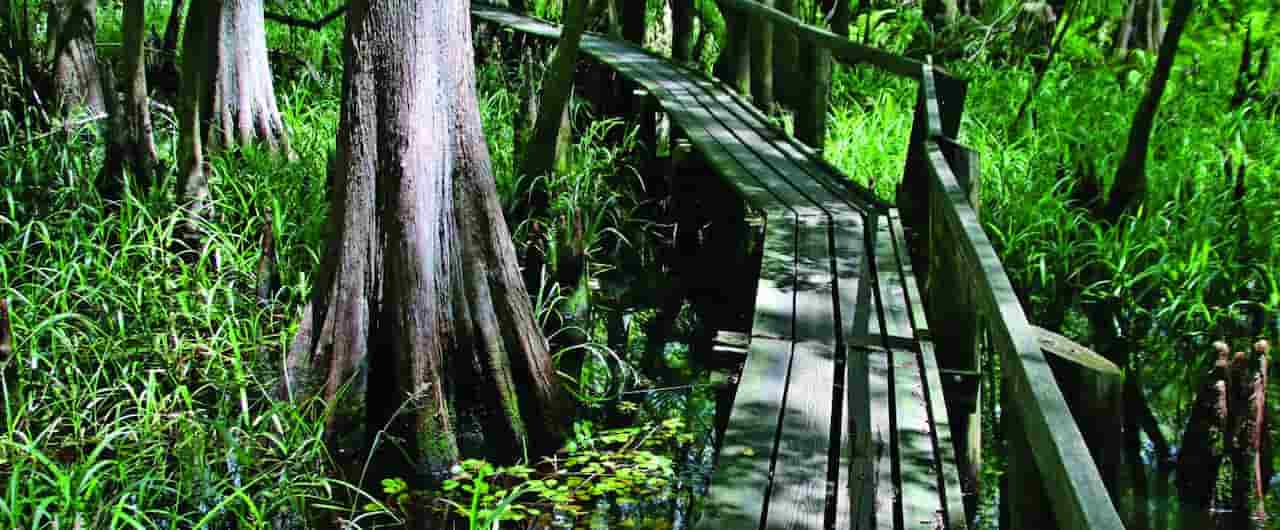 Highlands Hammock State Park