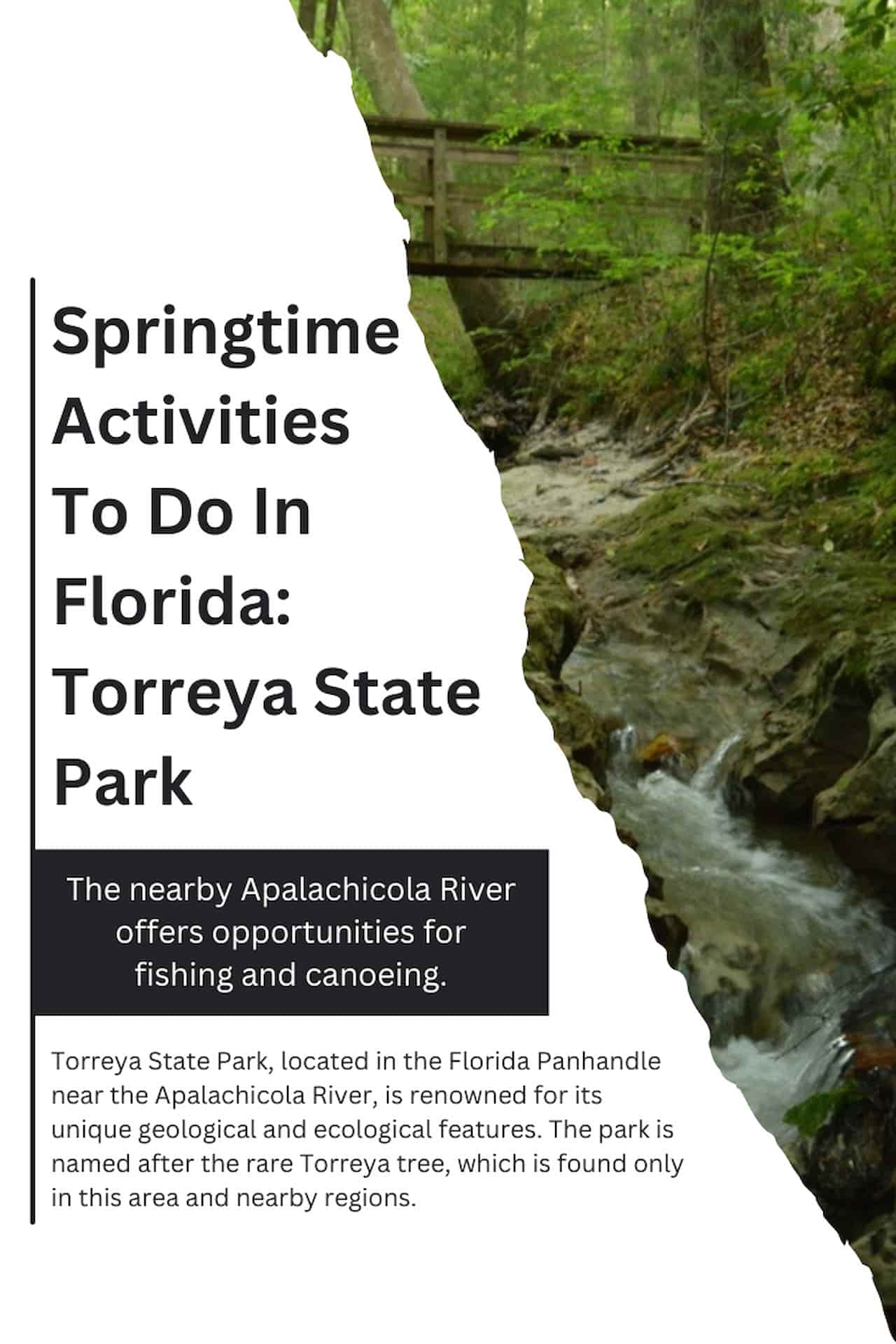 Springtime Activities To Do In Florida Torreya State Park