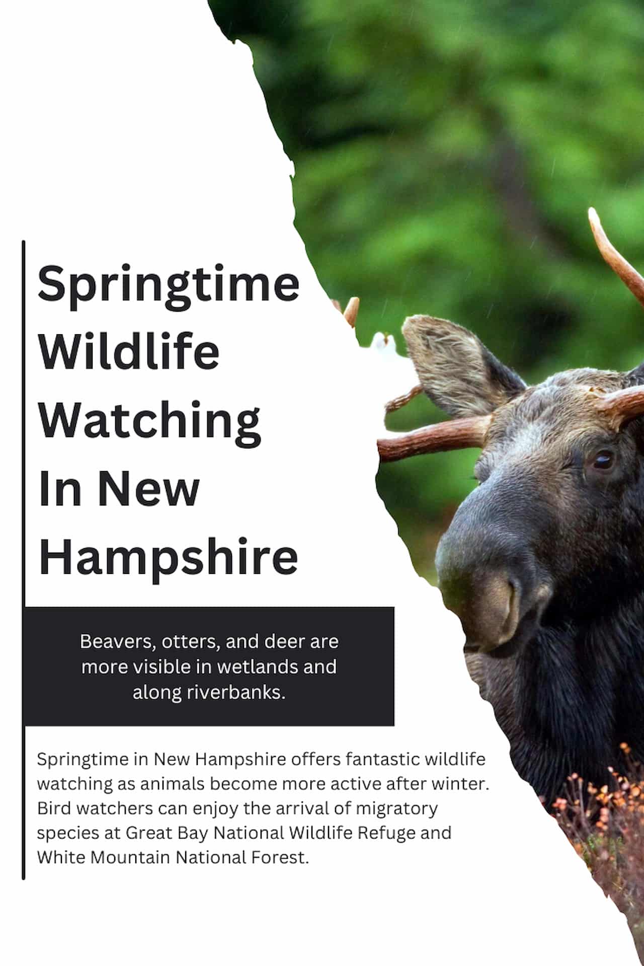 Springtime Wildlife Watching In New Hampshire