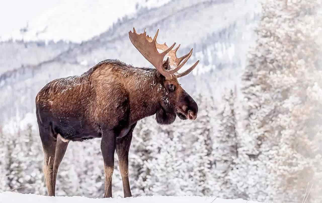 Take a Winter Wildlife Tour