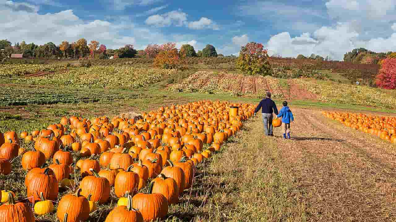 Visit Butlers Orchard Pumpkin Festival