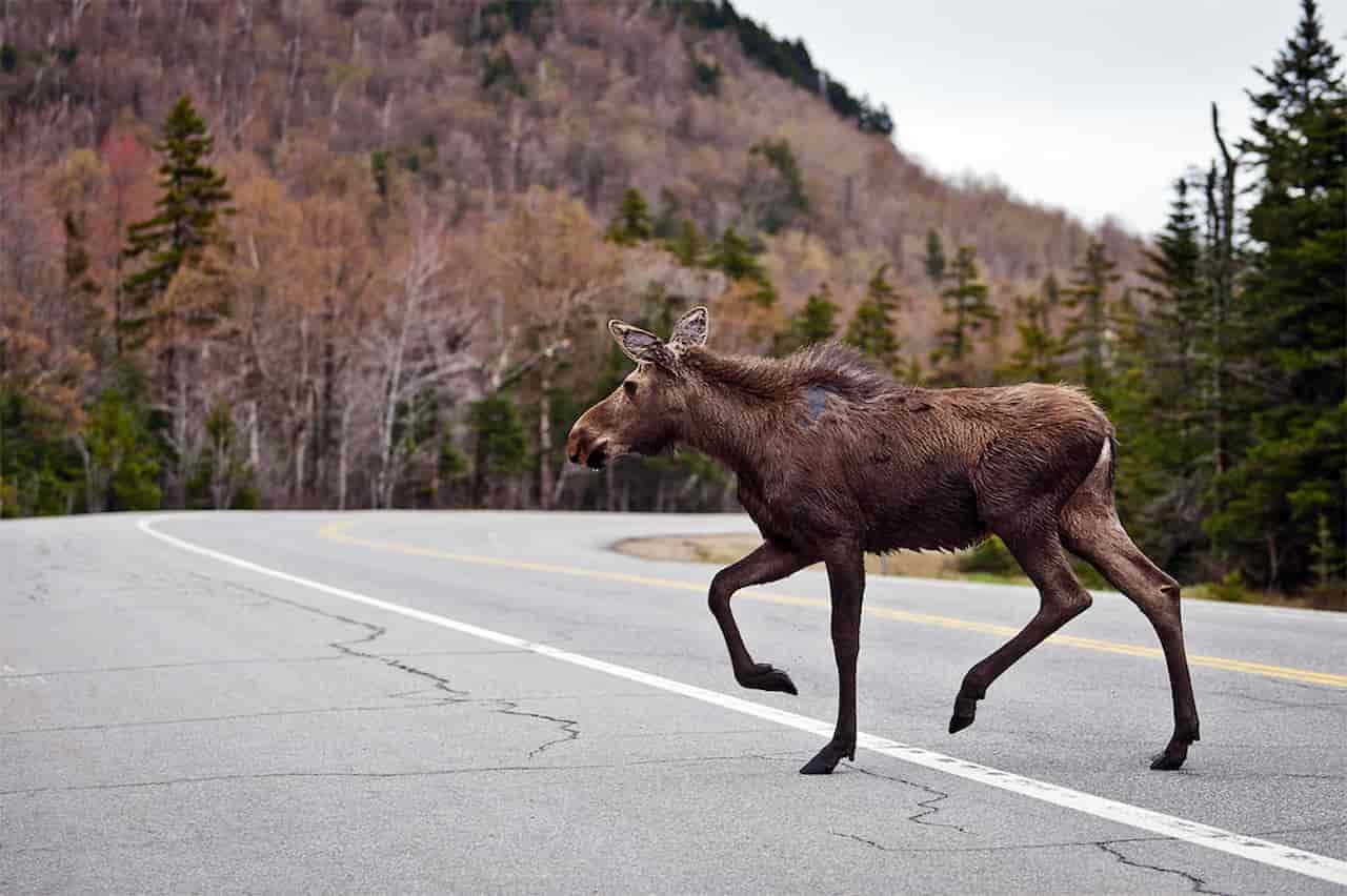 Wildlife Watching