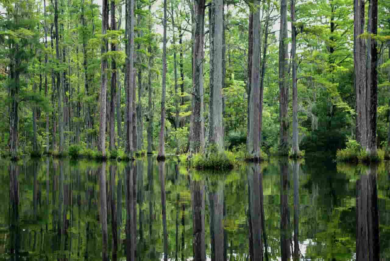 cypress gardens In Charleston