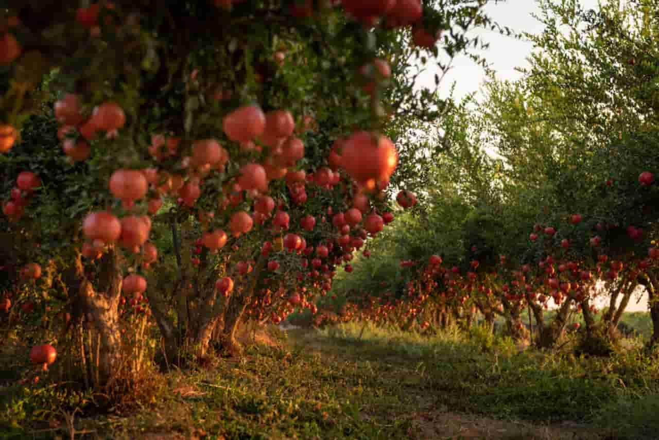 what is the best time of year to visit israel Fall