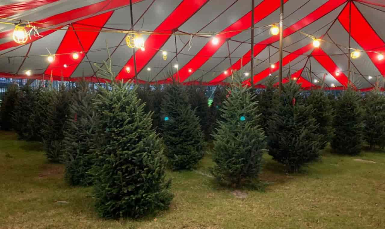 Christmas Tree Farm In Miami