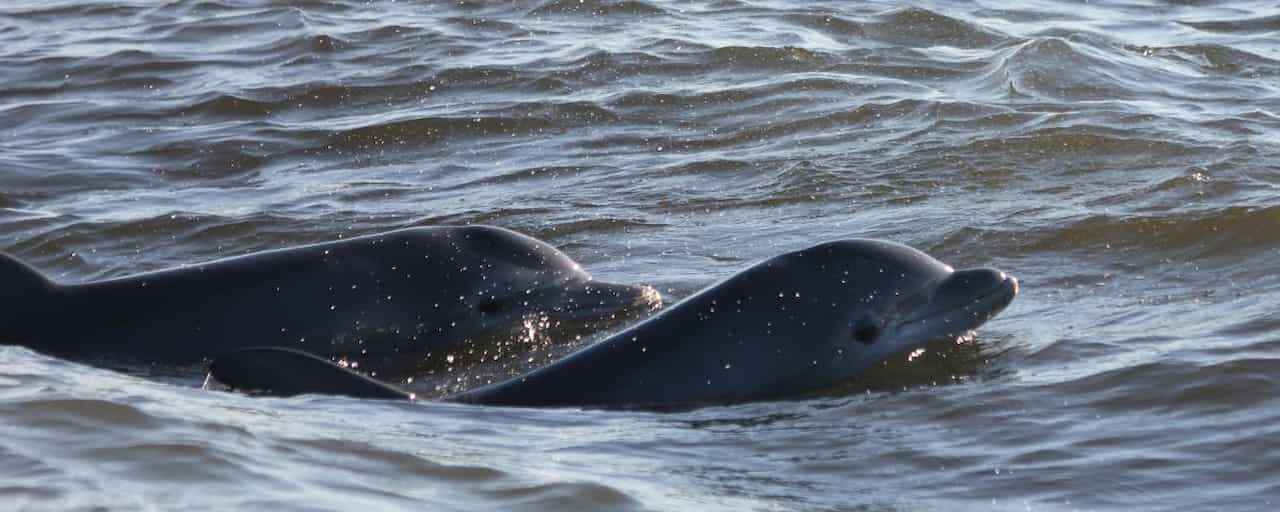 Dolphin Dunes GA