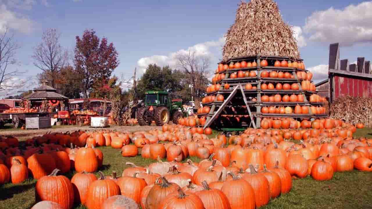 Harvest Festival at the Florida State Fairgrounds