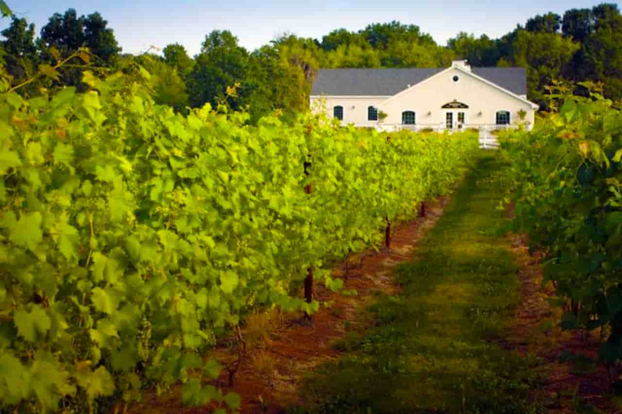 Local Vineyard Delaware