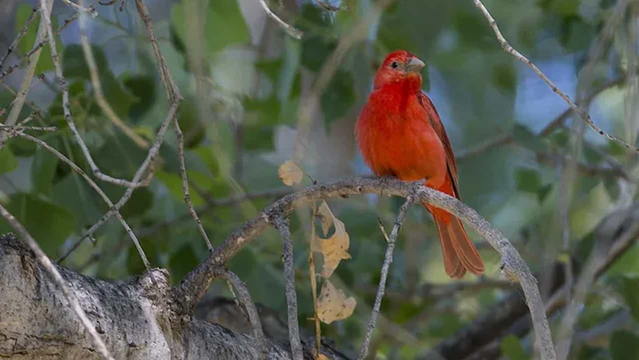 Spring Birdwatching Tour Maine