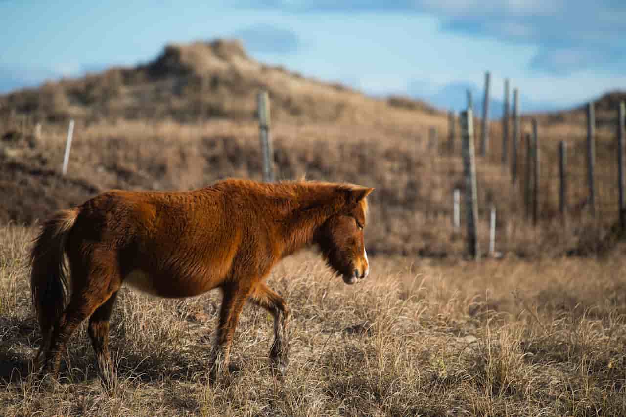The Wild Horses Of Shackleford Banks