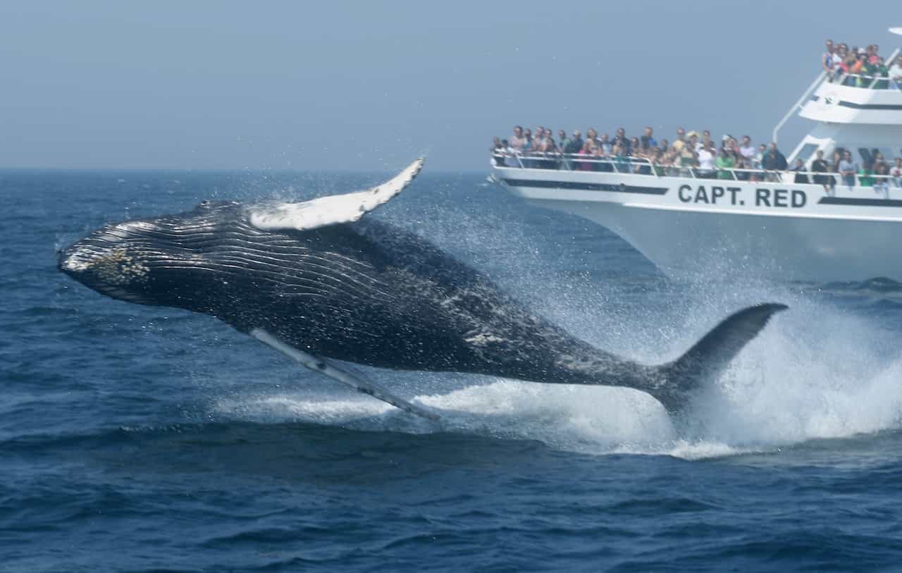 Whale Watching In Rye