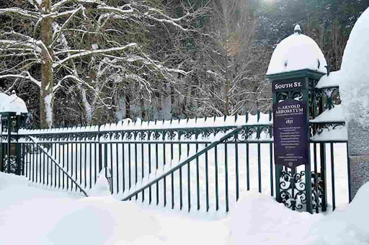 Winter Walk in the Arnold Arboretum