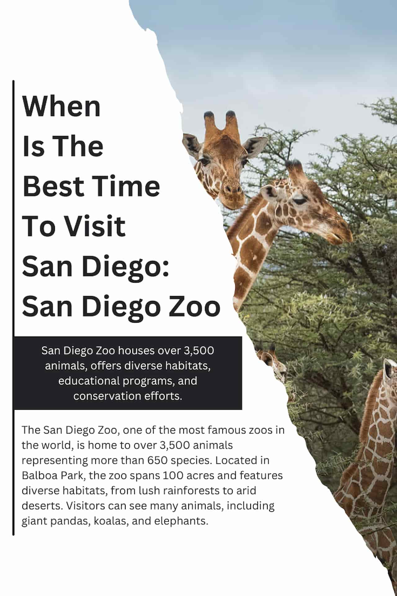When Is The Best Time To Visit San Diego San Diego Zoo