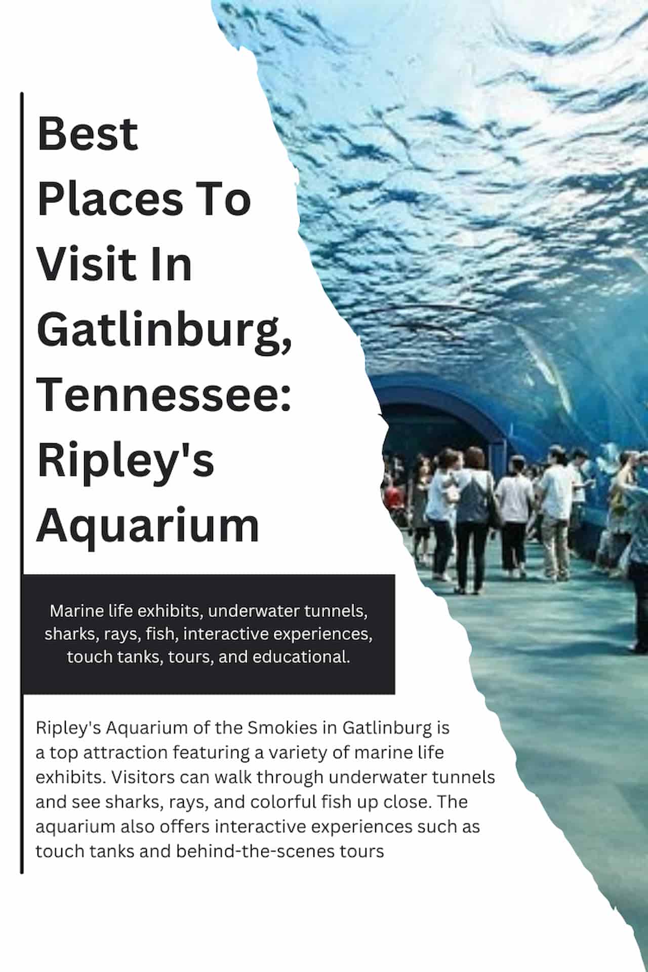 Best Places To Visit In Gatlinburg Tennessee Ripleys Aquarium