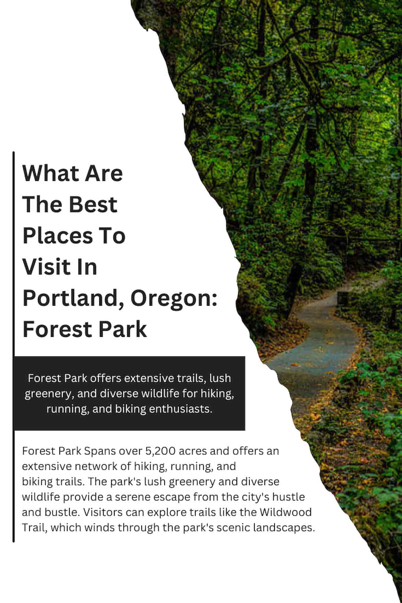 What Are The Best Places To Visit In Portland Oregon Forest Park