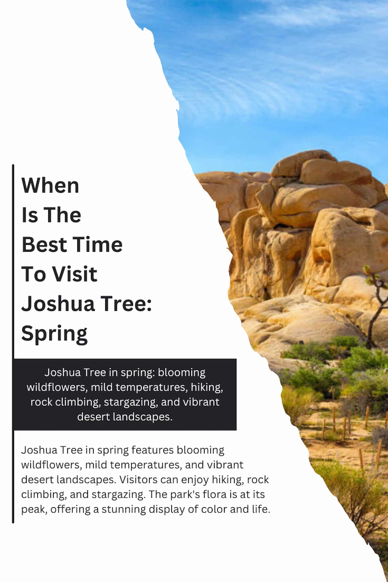 When Is The Best Time To Visit Joshua Tree Spring