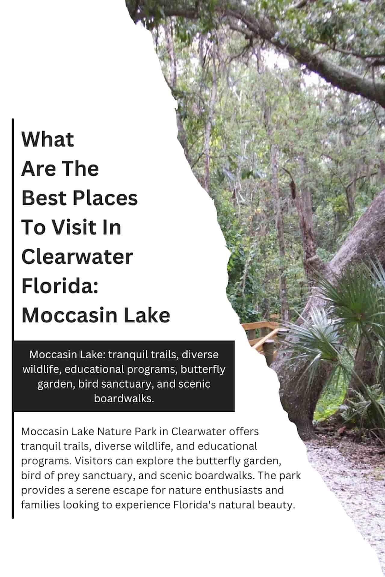 What Are The Best Places To Visit In Clearwater Florida Moccasin Lake
