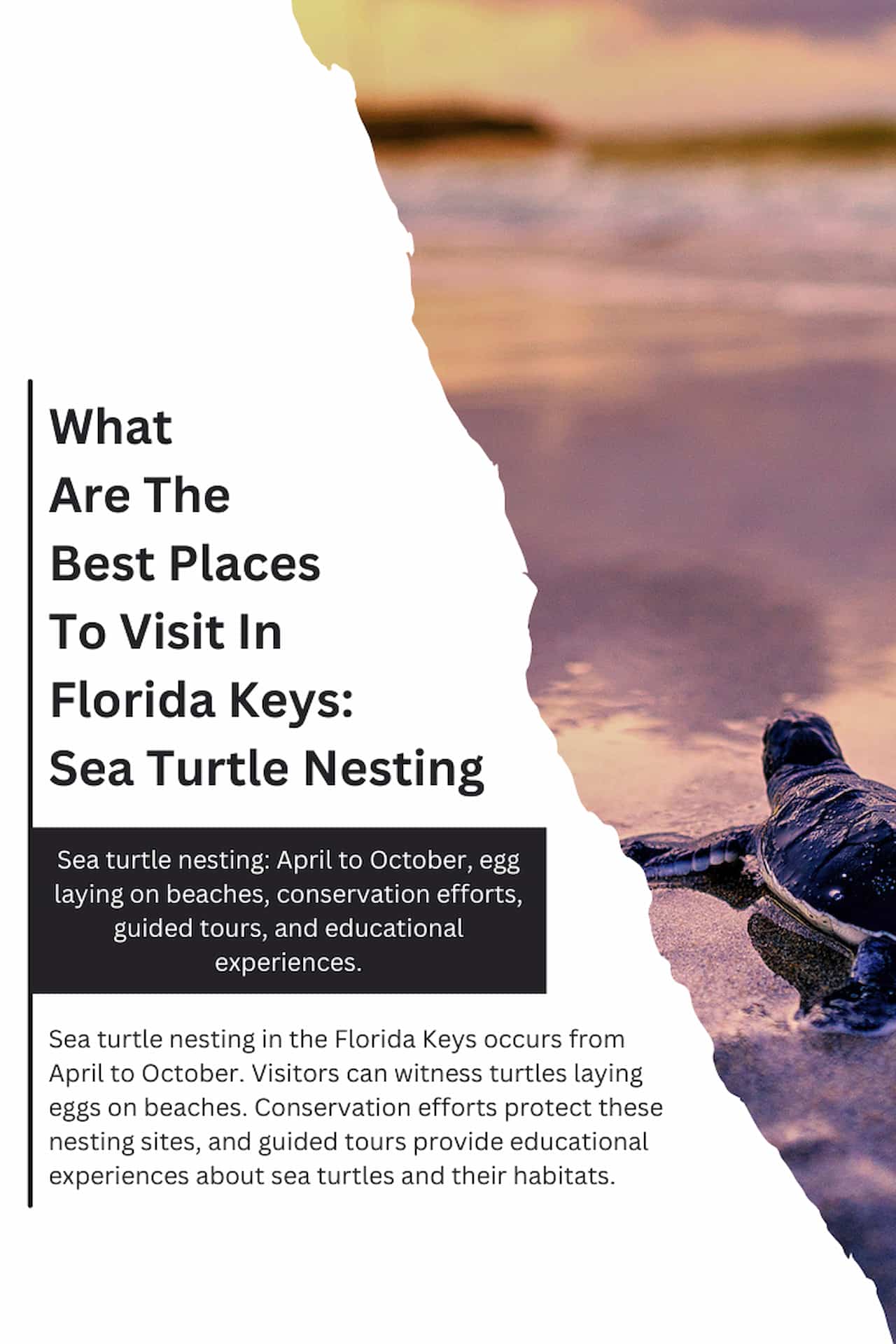 What Are The Best Places To Visit In Florida Keys Sea Turtle Nesting