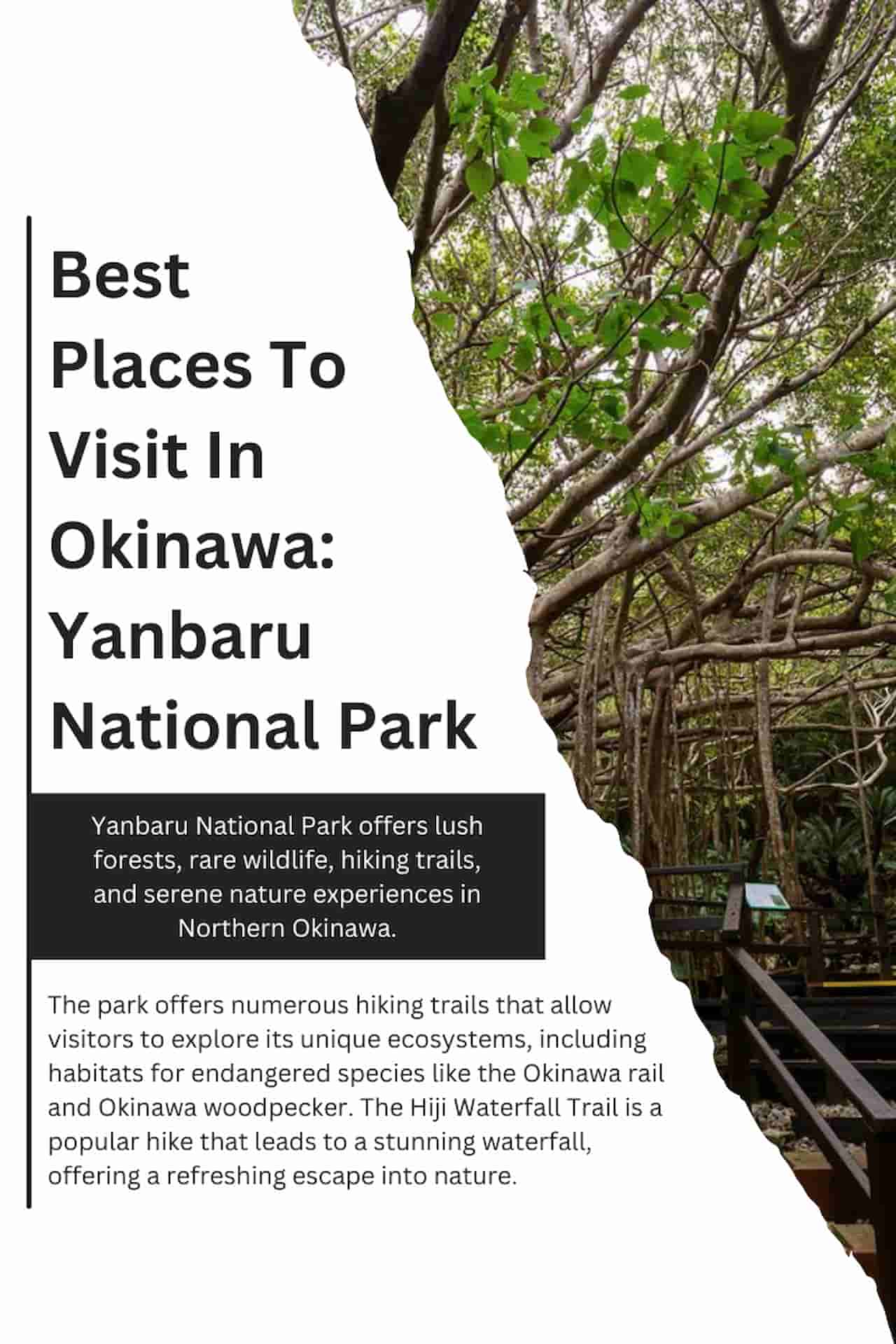 Best Places To Visit In Okinawa Yanbaru National Park