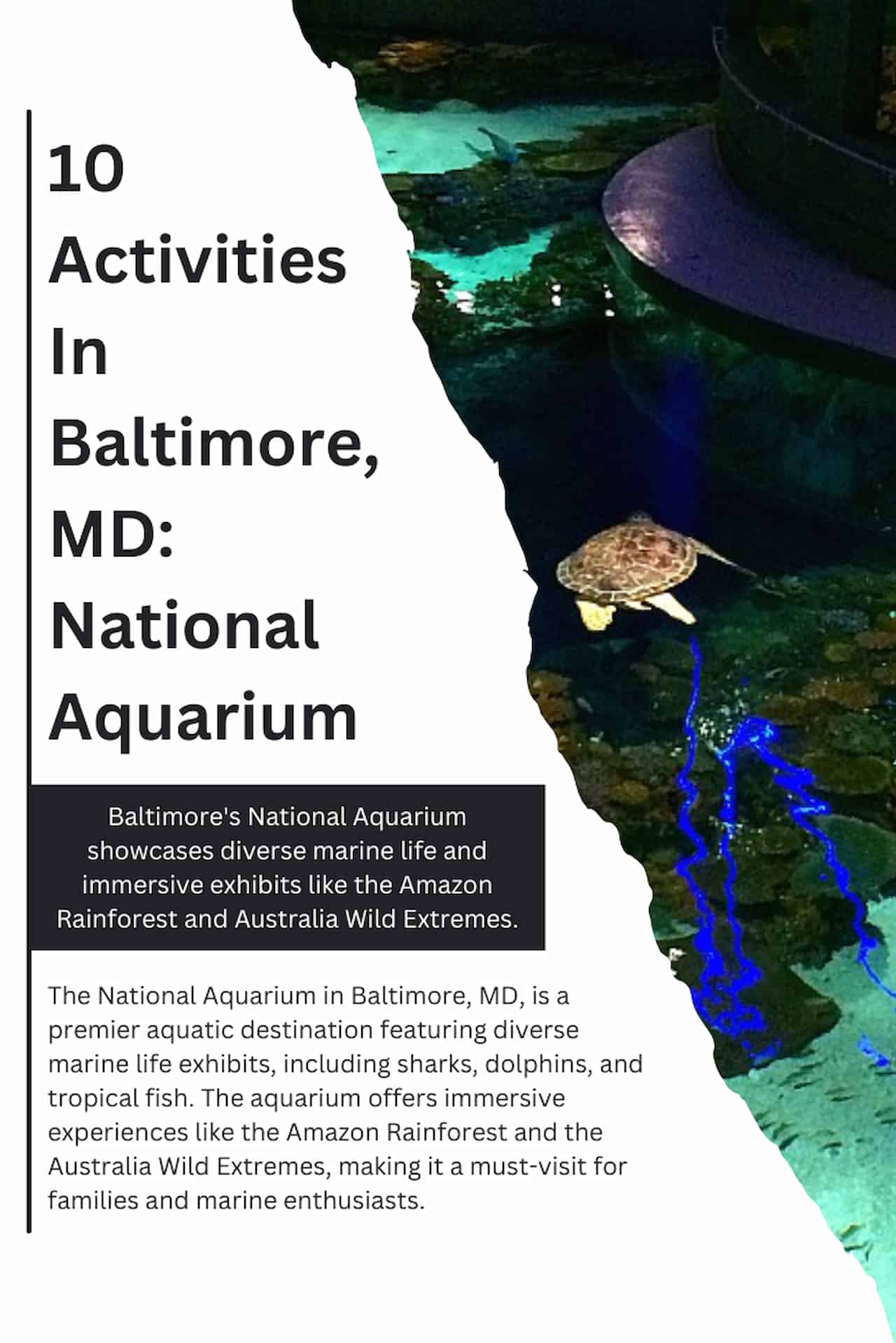 10 Activities In Baltimore MD National Aquarium